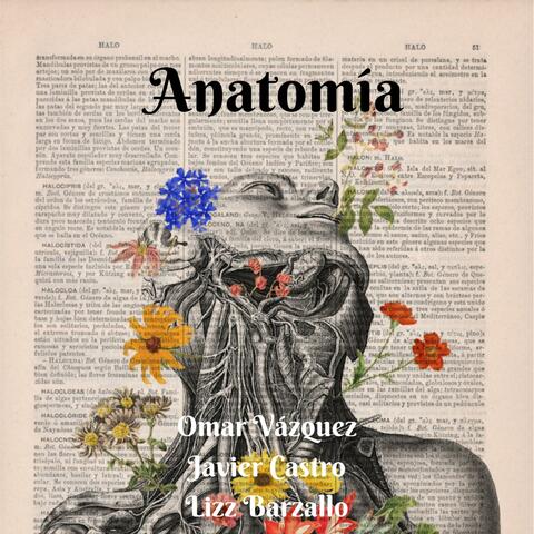 Anatomía