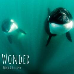 Wonder