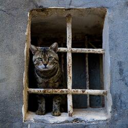 AlleyCat Sneaking Around at the Church