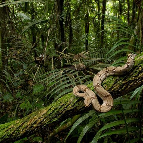 Problems N the Jungle