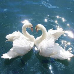 Swans