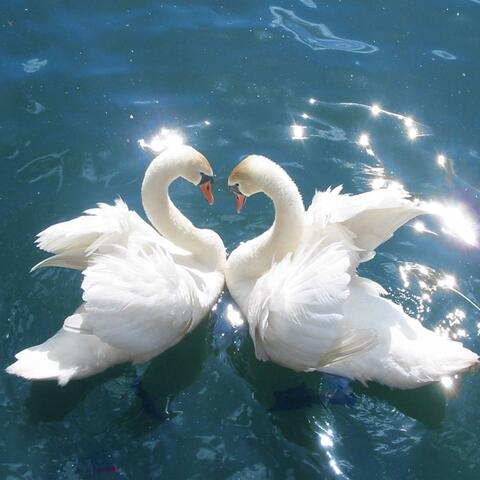 Swans