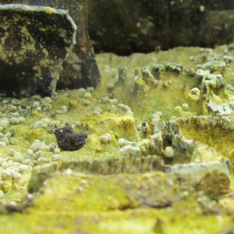 Caterpillar Caverns
