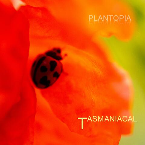 Tasmaniacal