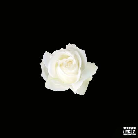 White Rose