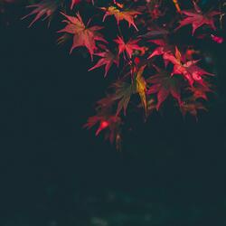 Autumn in Mississauga