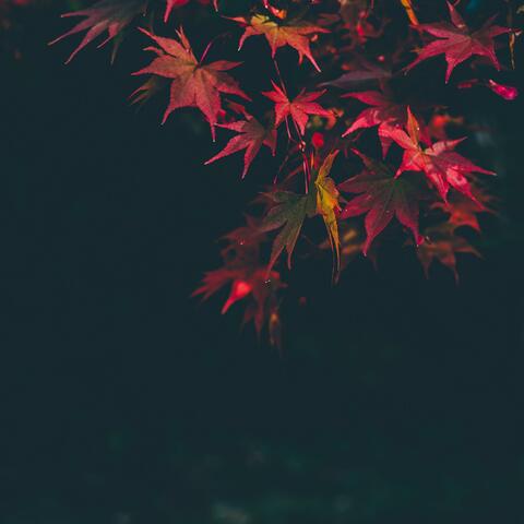 Autumn in Mississauga