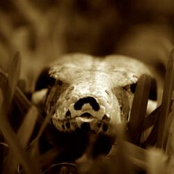 Snakes