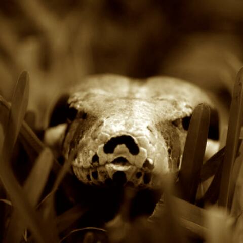 Snakes