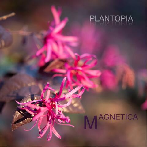Magnetica