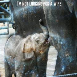 I'm Not Looking for a Wife