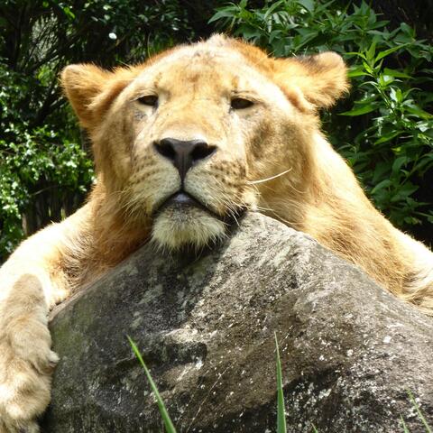 She's the Lion