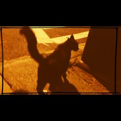 Meow Song