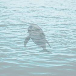 Dolphin Splash It When I Whip It