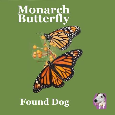Monarch Butterfly