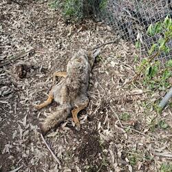 Matte Black Range Rover