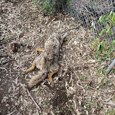 Matte Black Range Rover