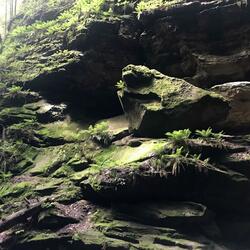 Cedar/Found