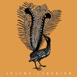 Lyrebird