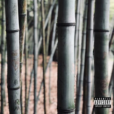 Bamboo