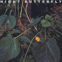 Night Butterfly