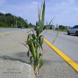 Assuming and the Kindly Killer Whale