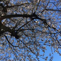 Simple Gifts