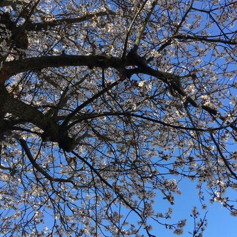 Simple Gifts