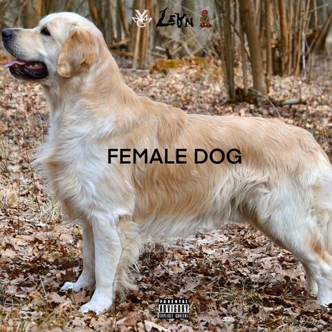 Female Dog