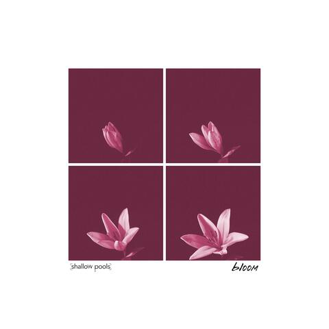 Bloom