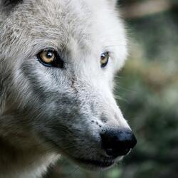 Wolfing