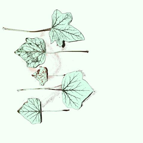 Piece of Ivy