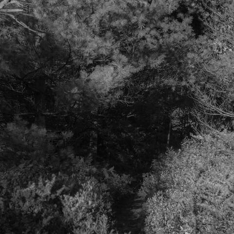 Escape from Real Life