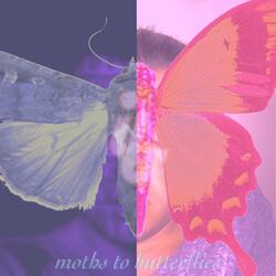 moths to butterflies