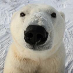 Freestyle Type Beat "Bear"