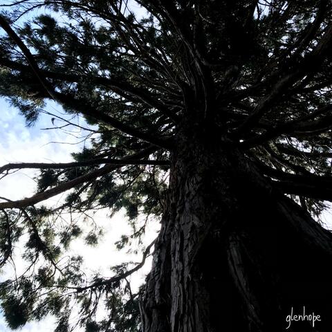 Glenhope Dr.