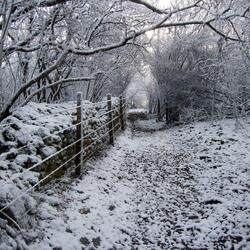 Stopping by the Woods on a Snowy Evening
