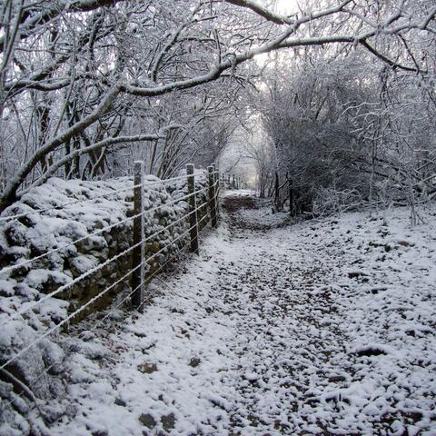 Stopping by the Woods on a Snowy Evening