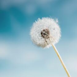 make a wish