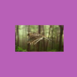 Skylark