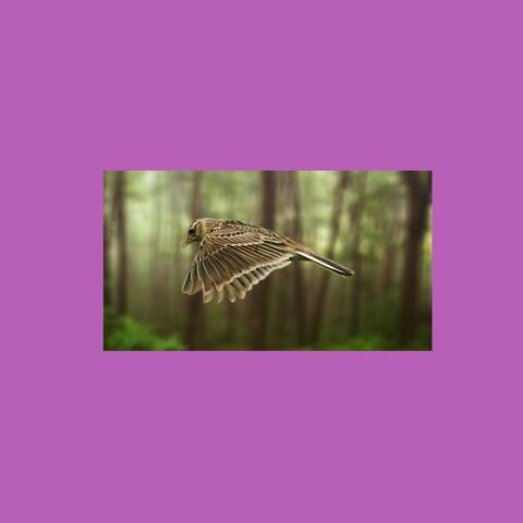 Skylark