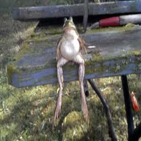 Frog on a Bench