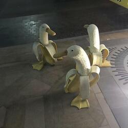 Banana Ducks