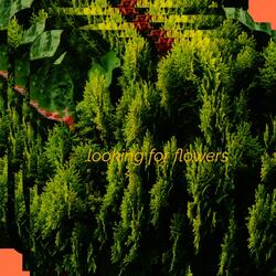 The Owl and the Pussy Cat