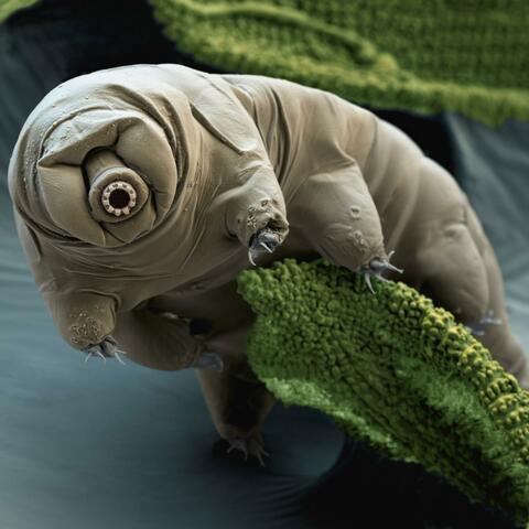 The Tardigrade