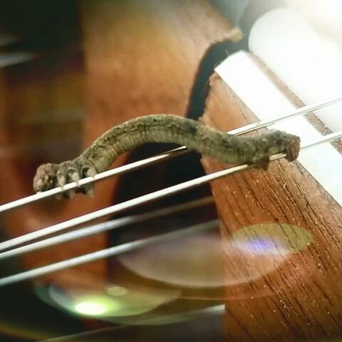 South Yadkin River Melodies