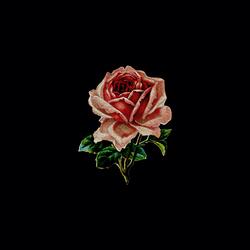 Upon the Rosebud