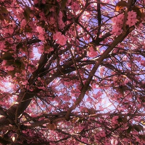 Spring Winds