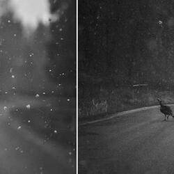 I Chase Ghosts
