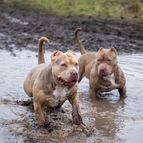 Muddy Situation